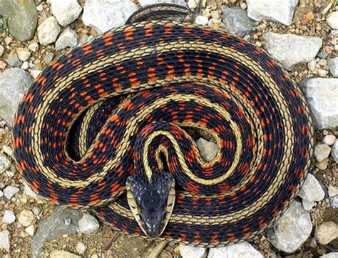 Download Western Terrestrial Garter Snake Wallpaper