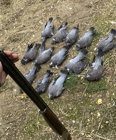 Pigeon Removal We Care Pest Control Hull