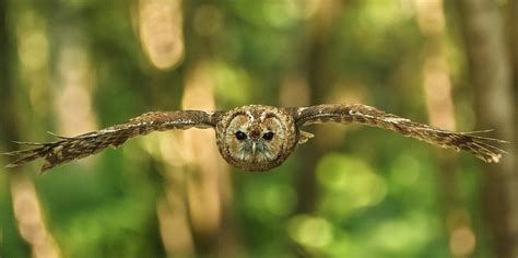 Tawny Owl In Flight Photograph By Izzy Standbridge Pixels