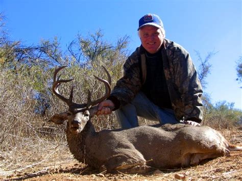 Mexico Coues Deer