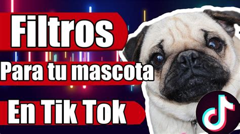 Como Ponerle Filtro A Mis Mascotas En Tik Tok Efectos Para