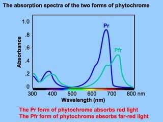 Phytochrome Structure And Function By Nour Deeb Ppt