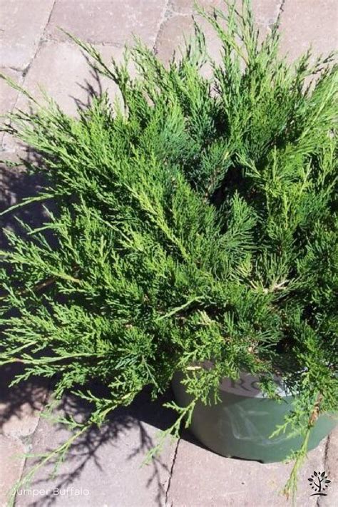Juniper Buffalo - Saskatoon Landscape Store
