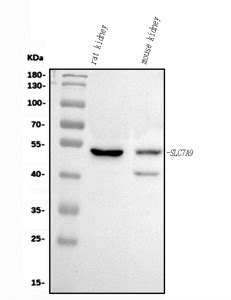 Anti Slc A Antibody Picoband A From Bosterbio Biocompare