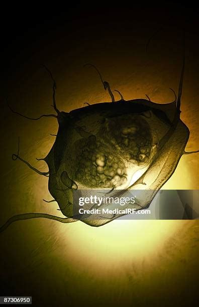 Giardia Lamblia Photos And Premium High Res Pictures Getty Images