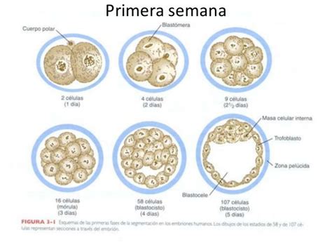 Primera Semana Del Desarrollo Humano D A Mind Map