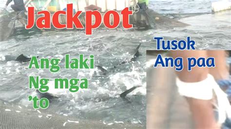 Ep Malalaking Isda Sa Lambat Matulis At Magaspang Na Nguso Ng