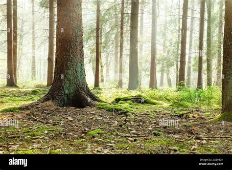 Foresta Delle Ardenne Immagini E Fotografie Stock Ad Alta Risoluzione