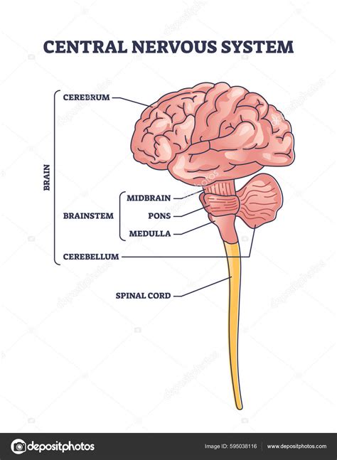 Central Nervous System Cns Brain Organ Structure Outline Diagram