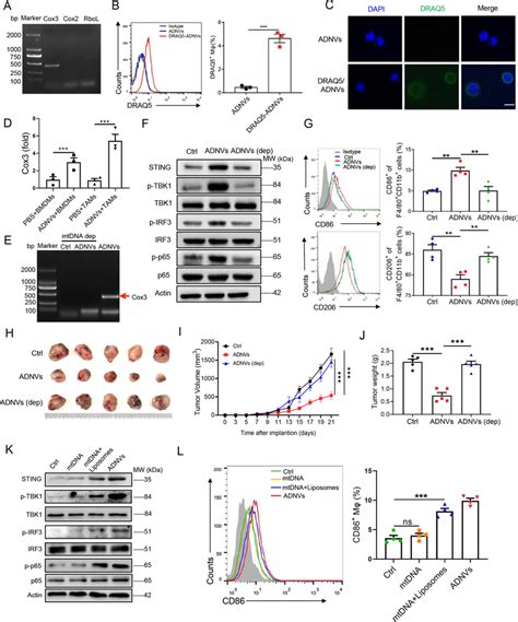 Plant Derived Mtdna Activates Sting Pathway To Drive Macrophage