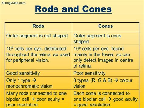 State The Difference Between The Two Rods And Cones In The Tabular Form