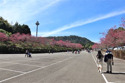 《遊記》南投魚池‧2023九族櫻花祭櫻花盛開囉！浴衣租借體驗一秒變身櫻花妹🌸活動時間26 35 Missritas 旅行享樂手札