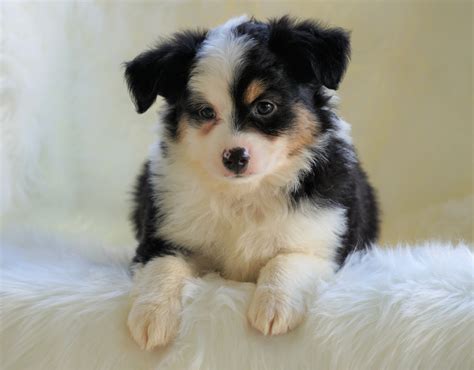 Mini Australian Shepherd Millersburg, OH Male - Flash – AC Puppies LLC