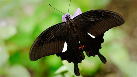 Borboleta Preta O Que Significa Librain