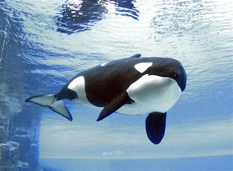 Best Kiska Images On Pholder Wwiipics Warship Porn And History Porn