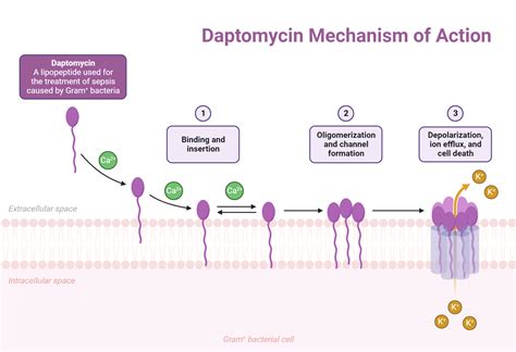 Daptomycin Mechanism of Action | BioRender Science Templates