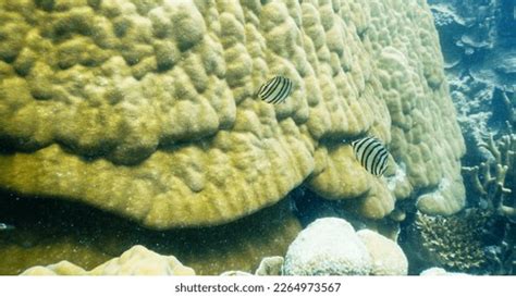 28 Chaetodon Octofasciatus Royalty Free Photos And Stock Images