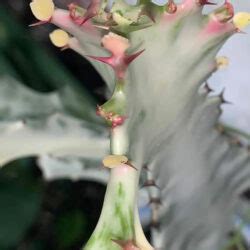 Euphorbia Lactea White Ghost World Of Succulents