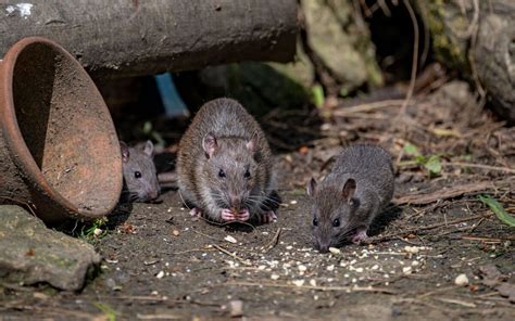 Deter Rats From Entering Your Garden With 12p Supermarket Item