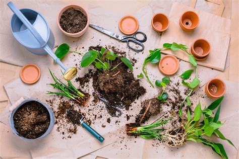 What Is The Importance Of Propagating Plants at Erica Ferguson blog