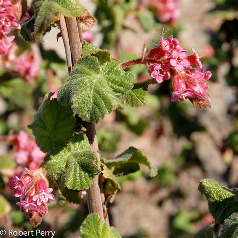 Chaparral Currant Waterwise Garden Planner