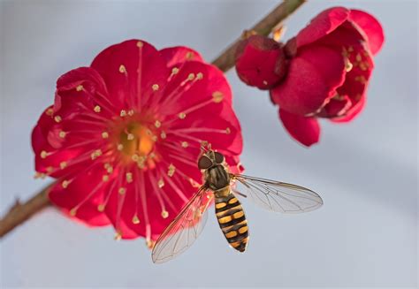 Hoverfly Macro Close Up Critiques Nature Photographers Network