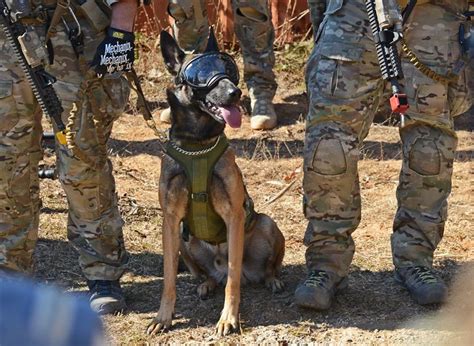 美研發mr軍犬用護目鏡 提升「毛士兵」戰力 國際 美研發mr軍犬用護目鏡 提升「毛士兵」戰力 青年日報