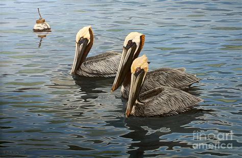 Shore Patrol Brown Pelicans Painting By Susan A Walton Fine Art America