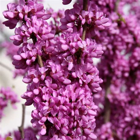 Chinesischer Judasbaum Cercis Chinensis Avondale Rosa