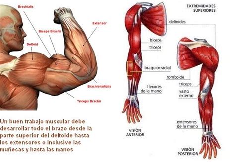 Arm Muscles A Complete Guide