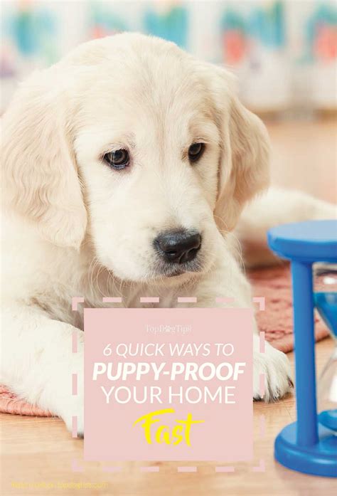 6 Quick Tips For Puppy Proofing Your Home