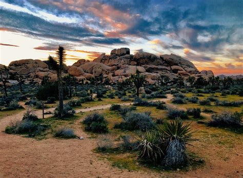 Camping In Joshua Tree National Park Where To Stay In 2024