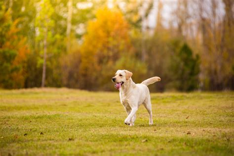 15 Best White Labrador Breeders In The United States