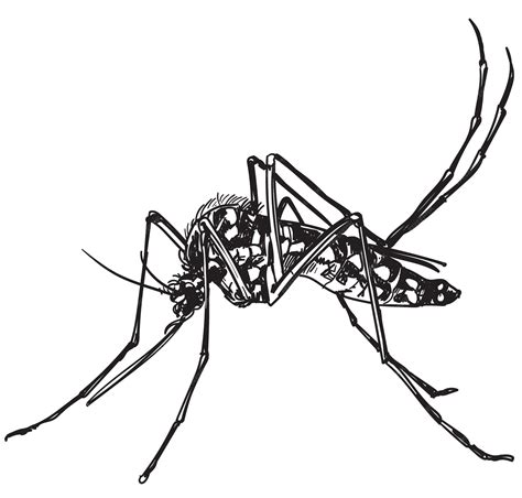Dibujos Del Dengue 3