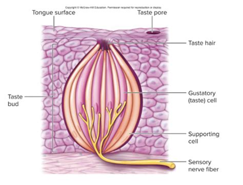 Human Physiology Flashcards Quizlet