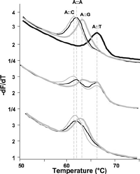 Derivative Melting Curve Plots Of All Possible Snp Genotypes At One Download Scientific Diagram