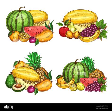 Fruits Farm Fresh Harvest Sketch Ripe Watermelon Melon And Papaya