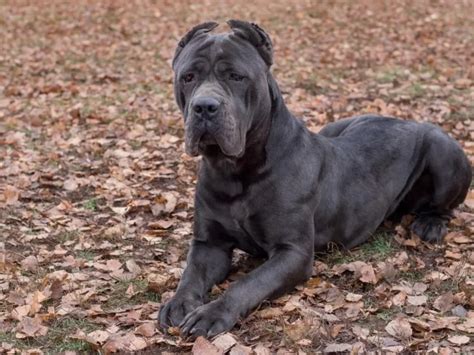 Cane Corso Todo Sobre La Raza De Perro Italiana Revista Ven America