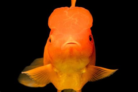 Best Oranda Goldfish Tank Mates | The Goldfish Tank