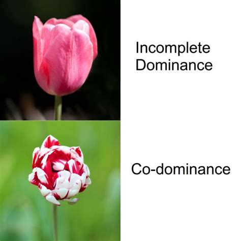 Codominance Vs Incomplete Dominance Examples