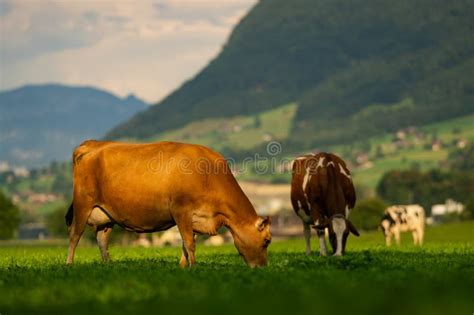 Cow Pasture In Alps Cows In Pasture On Alpine Meadow In Switzerland