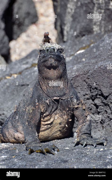 Lava Lizard On The Head Of A Marine Iguana Stock Photo Alamy