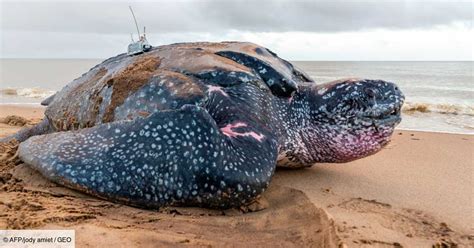 Types De Pr Dateurs Marins Populaires Qui Vivent Dans L Oc An