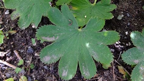 Alchemilla Speciosa Rosaceae Image At Phytoimages Siu Edu