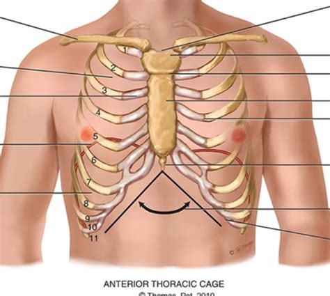 Anterior Thoracic Cage Diagram Diagram Quizlet