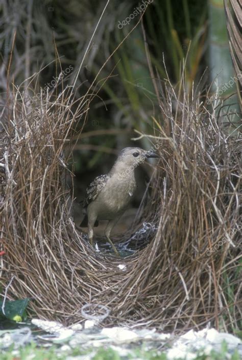 Pictures Bower Bird Nest Great Bowerbird Chlamydera Nuchalis