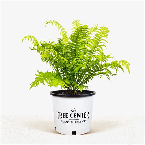 Ostrich Fern For Sale Online | The Tree Center