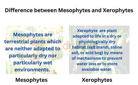 Mesophytes