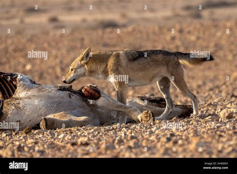 Female Arabian Wolf Canis Lupus Arabs Is A Subspecies Of Gray Wolf