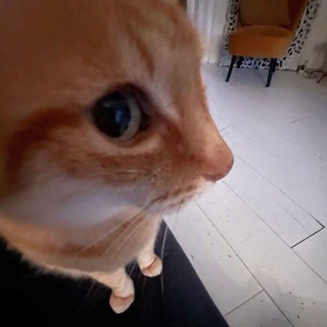 goofy cat pictures